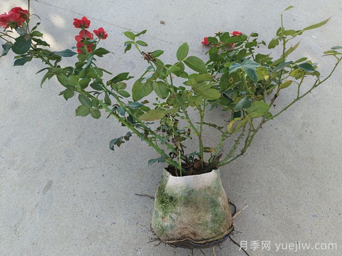 月季花越长越差的原因分析(图2)