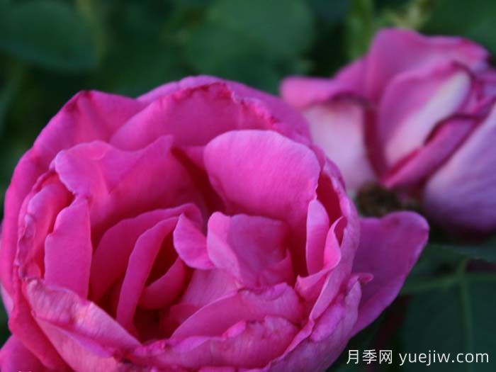 莉荻亚弗雷曼月季(图1)