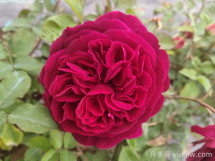 黑鱼子酱月季和黑伍德月季哪个好?(图1) 黑鱼子酱月季和黑伍德月季哪个好?(图1)