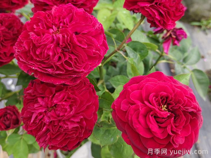 黑鱼子酱月季和黑伍德月季哪个好?(图2) 黑鱼子酱月季和黑伍德月季哪个好?(图2)