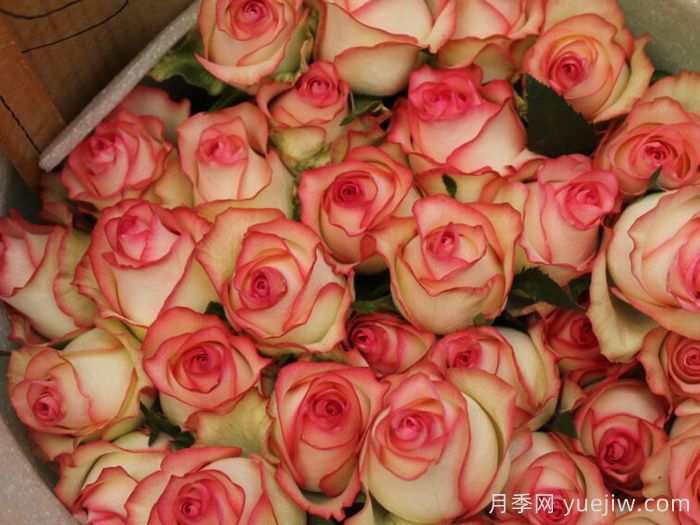 爱莎玫瑰和艾莎月季有什么区别？(图2)