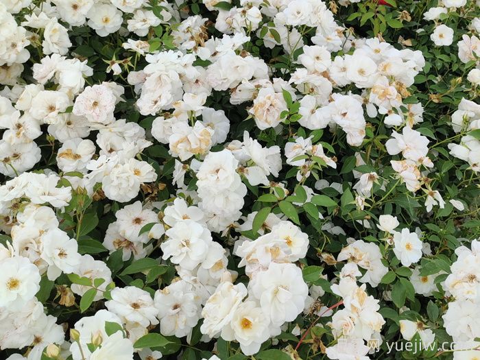 新疆可以种植哪些月季花品种?(图1) 新疆可以种植哪些月季花品种?(图1)