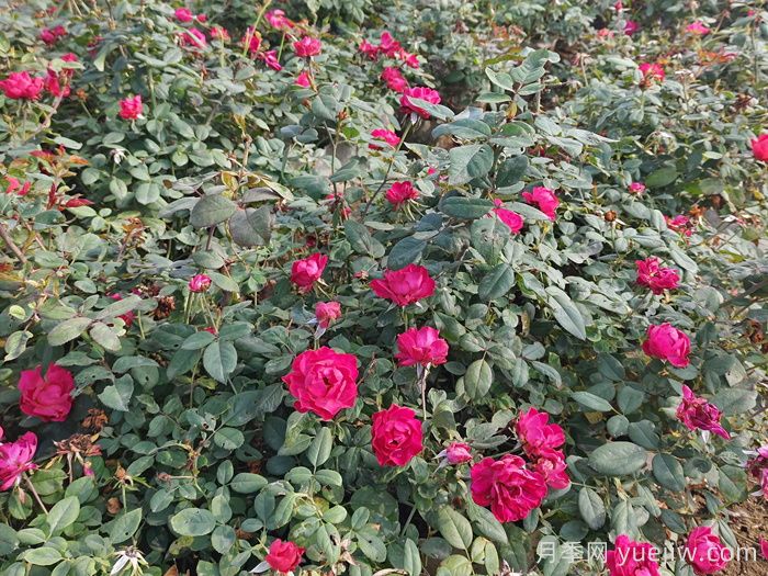 西藏园林绿化有哪些适合的月季?(图1) 西藏园林绿化有哪些适合的月季?(图1)