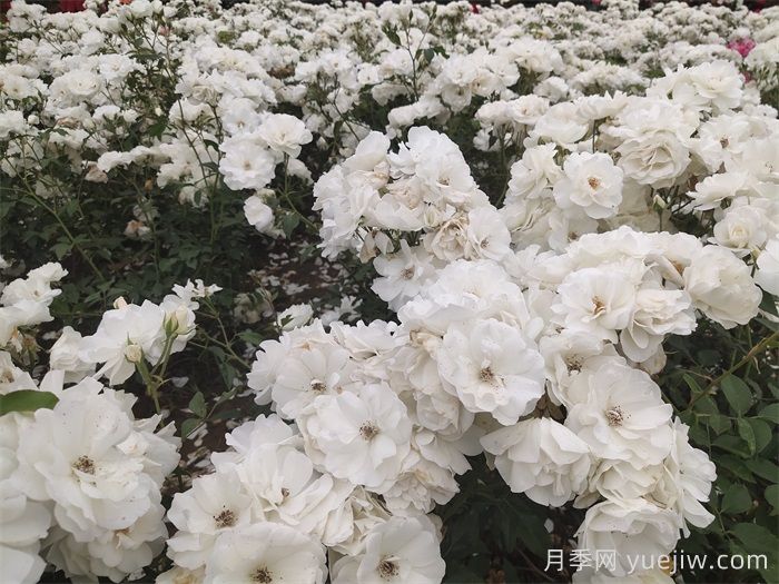 西藏园林绿化有哪些适合的月季?(图3) 西藏园林绿化有哪些适合的月季?(图3)