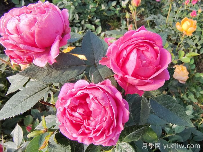 月季花的适宜生长温度是多少(图1)