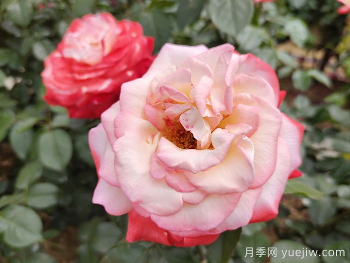 月季花在高温环境下如何养护(图1)