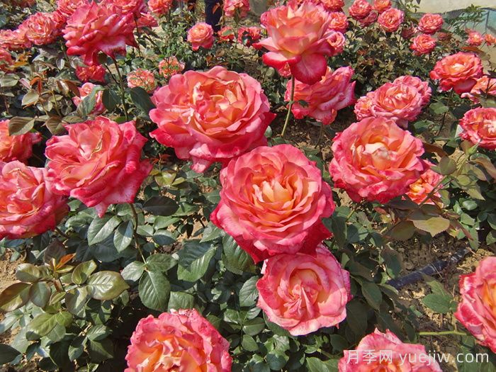 月季花多久浇一次水比较合适？(图1)