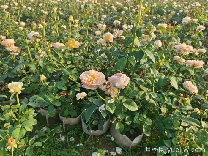 刚买来的月季叶黄脱落怎么办？(图1)