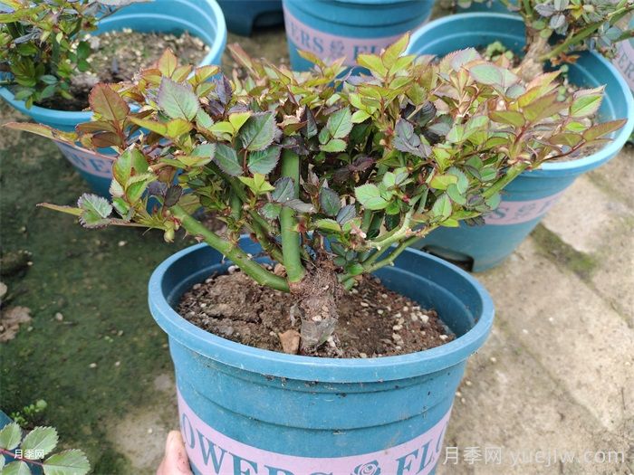  月季植株如何进行矮化？(图1)