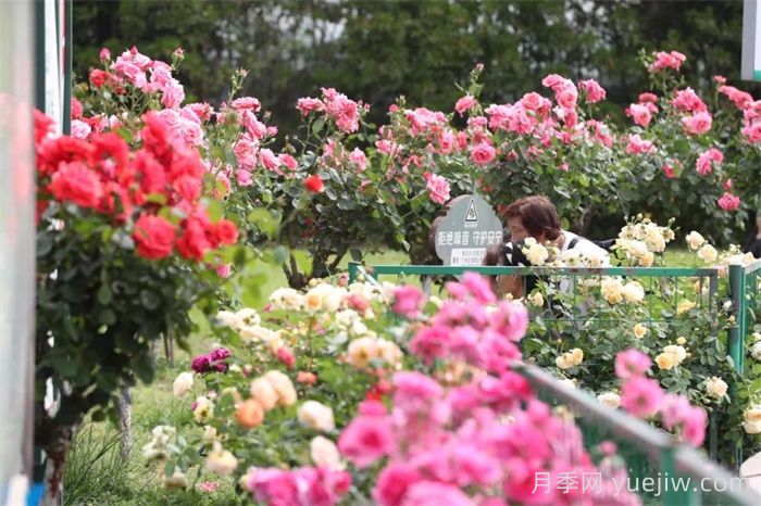 襄阳月季：一起去看满城月季花开(图2)