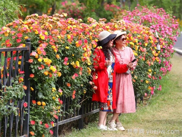 襄阳月季：一起去看满城月季花开(图3)