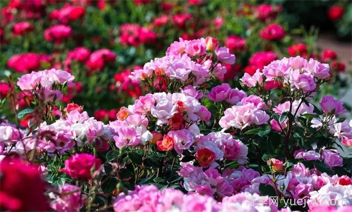 上海月季：申城月季全城开，赏月季地图指南(图2)