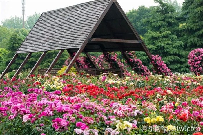 上海月季：申城月季全城开，赏月季地图指南(图4)