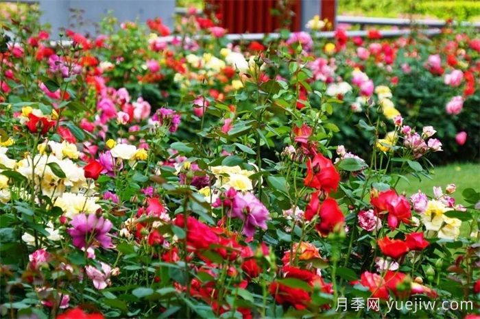 上海月季：申城月季全城开，赏月季地图指南(图5)
