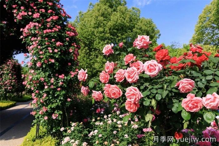 上海月季：申城月季全城开，赏月季地图指南(图6)