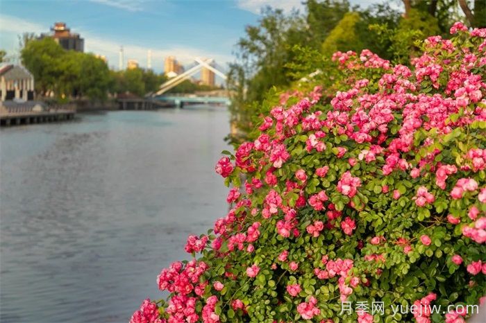 东台月季：安吉拉开爆，东台人走花路上班(图1)