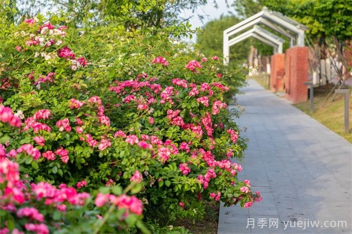 东台月季：安吉拉开爆，东台人走花路上班(图2)