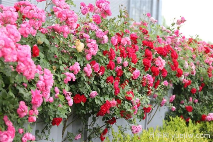 临沂月季：从道路到公园，月季爆火出圈(图1)