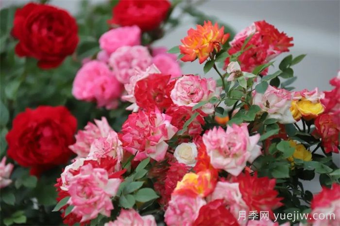 临沂月季：从道路到公园，月季爆火出圈(图2)