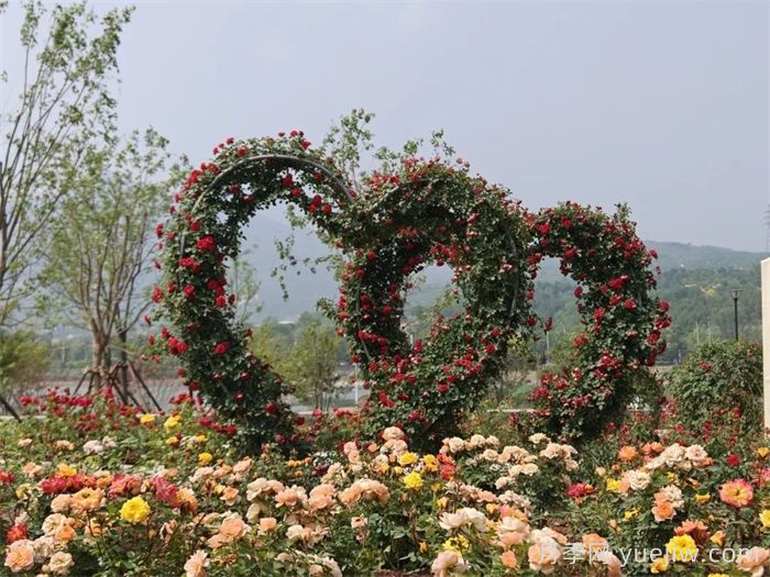 第九届国际月季大会，北京京西月季洲开启顶流(图2)