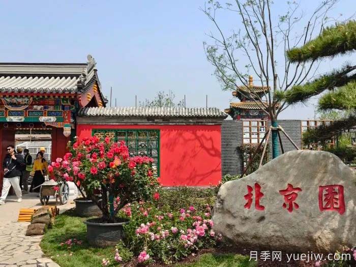 第九届国际月季大会，北京京西月季洲开启顶流(图3)
