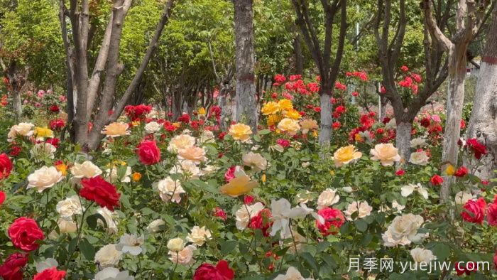 淅川月季：夏至淅川 月季倾城(图2)