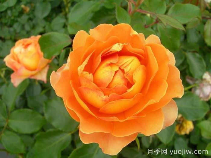 月季介绍之焦糖古董(图1)