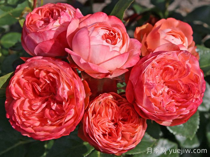 月季介绍之庞贝(图1)