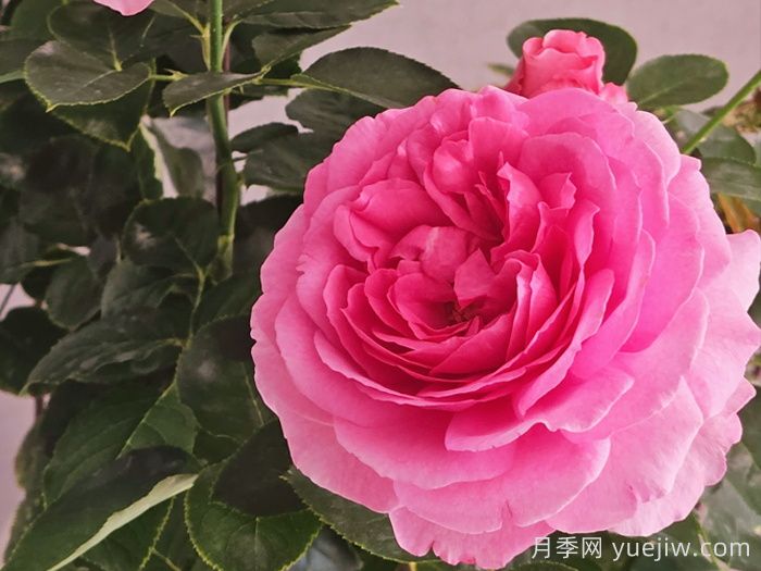 月季介绍之伊芙伯爵(图1)