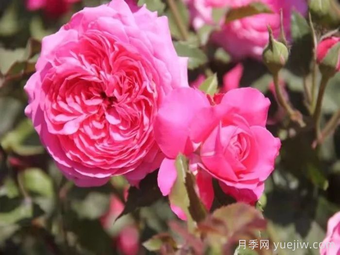 香约永定月季(图1)