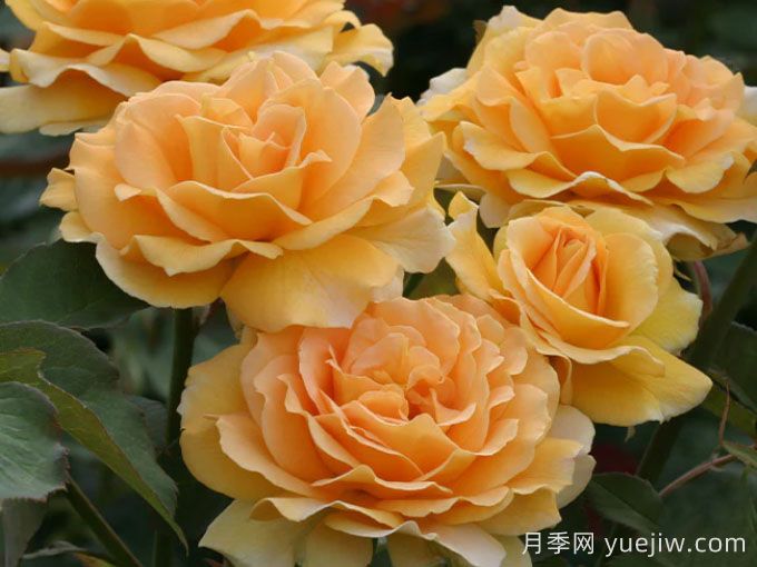 月季介绍之蜂蜜香水(图1)