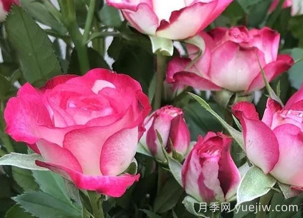 月季介绍之复色狮子座(图1)