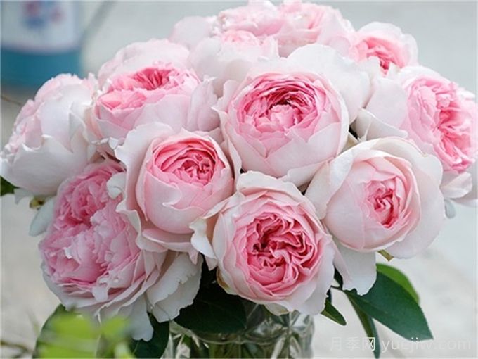 月季介绍之伊芙乙女心(图1)