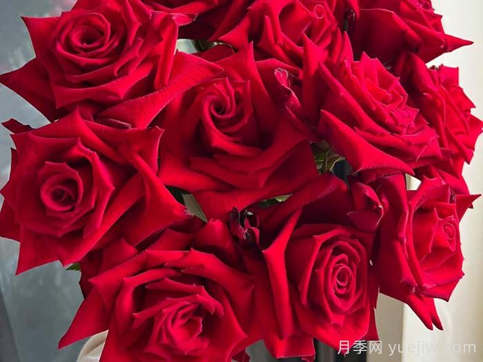 月季介绍之女士杀手(图1)