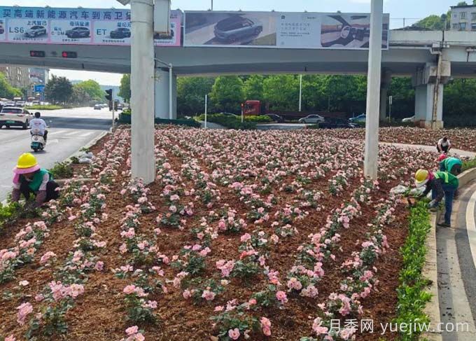 郴州月季：郴州增植月季，月季绽放惊艳花海(图1)