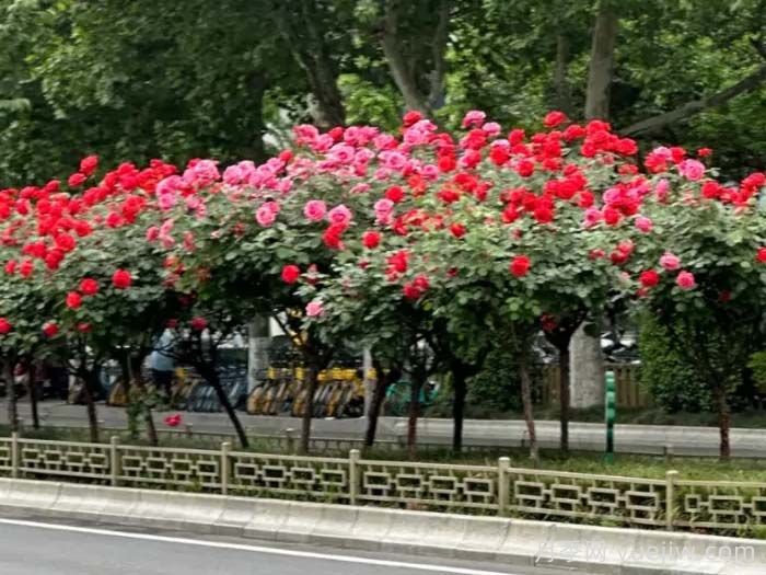西安月季：一路绚烂，素质月季花开满西安(图3)