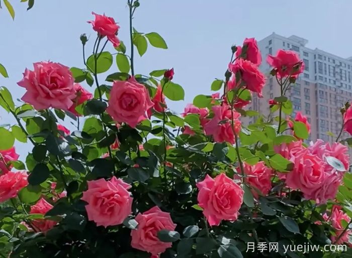 西安月季：一路绚烂，素质月季花开满西安(图2)