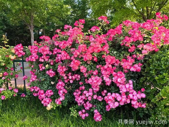 潍坊月季：月季在哪里？主干道万株月季盛开(图1)