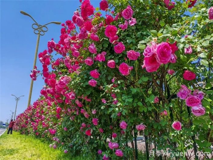 潍坊月季：月季在哪里？主干道万株月季盛开(图2)