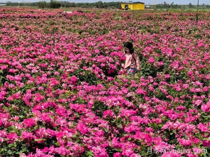 西安月季:西咸新区300万株月季花海火出圈(图1) 西安月季:西咸新区300万株月季花海火出圈(图1)