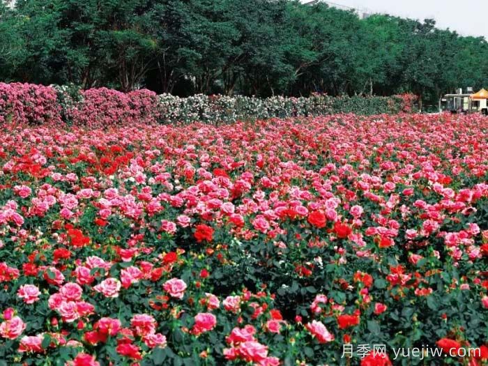 西安月季:西咸新区300万株月季花海火出圈(图2) 西安月季:西咸新区300万株月季花海火出圈(图2)