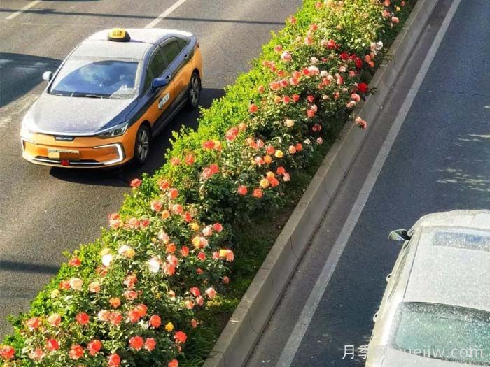 北京丰台17.6公里月季项链上线，三环路变身浪漫花廊(图1)