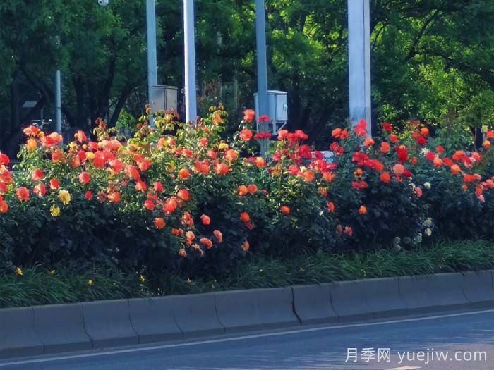 北京丰台17.6公里月季项链上线，三环路变身浪漫花廊(图2)