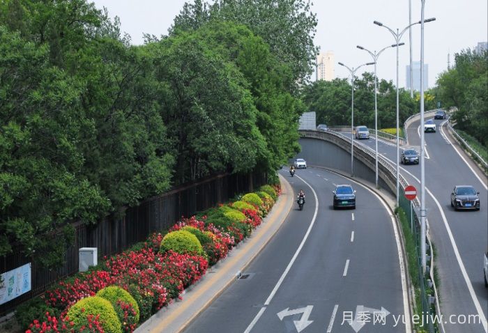 北京朝阳月季海洋，街头已开浓颜模式(图2)