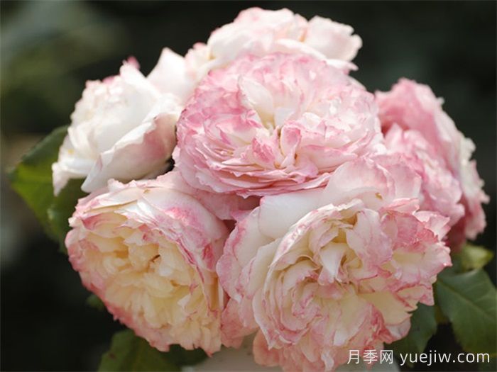 天狼月季早期自育优秀月季品种(图2)