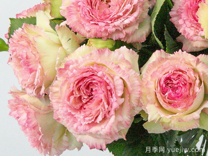 天狼月季早期自育优秀月季品种(图3)