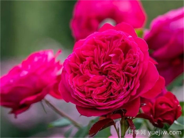 推荐国外评价很高的十款月季品种(图2)