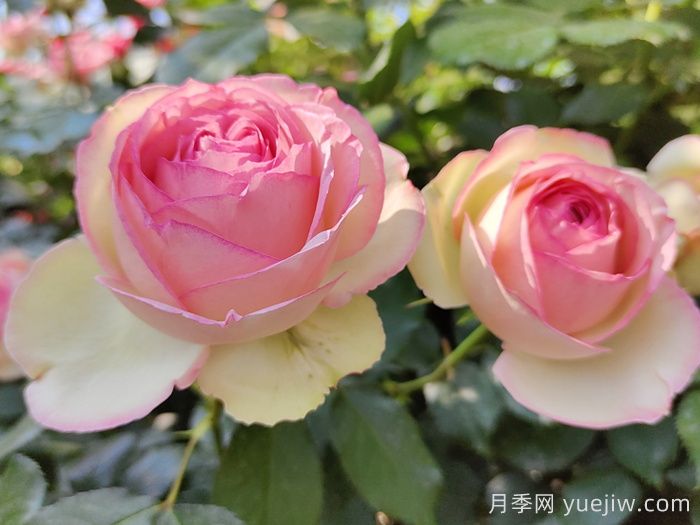 花中皇后的秘密，你不知道的月季知识(图1)