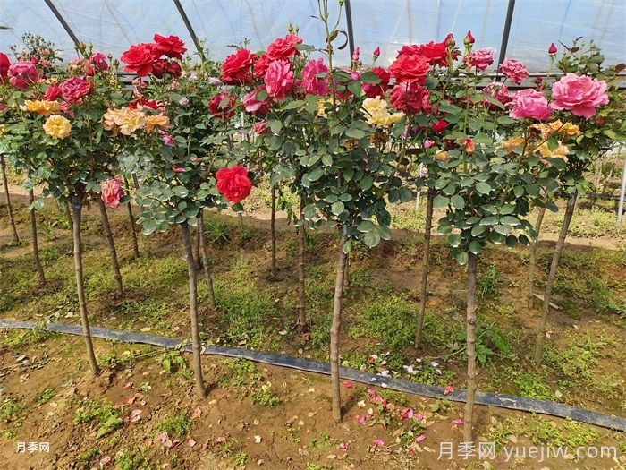 花中皇后的秘密，你不知道的月季知识(图2)