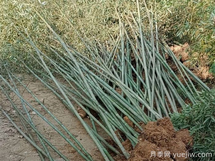 竹子的种类特性、分布状况和应用前景(图1)